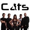 Cats Cats