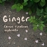 Ginger Ginger